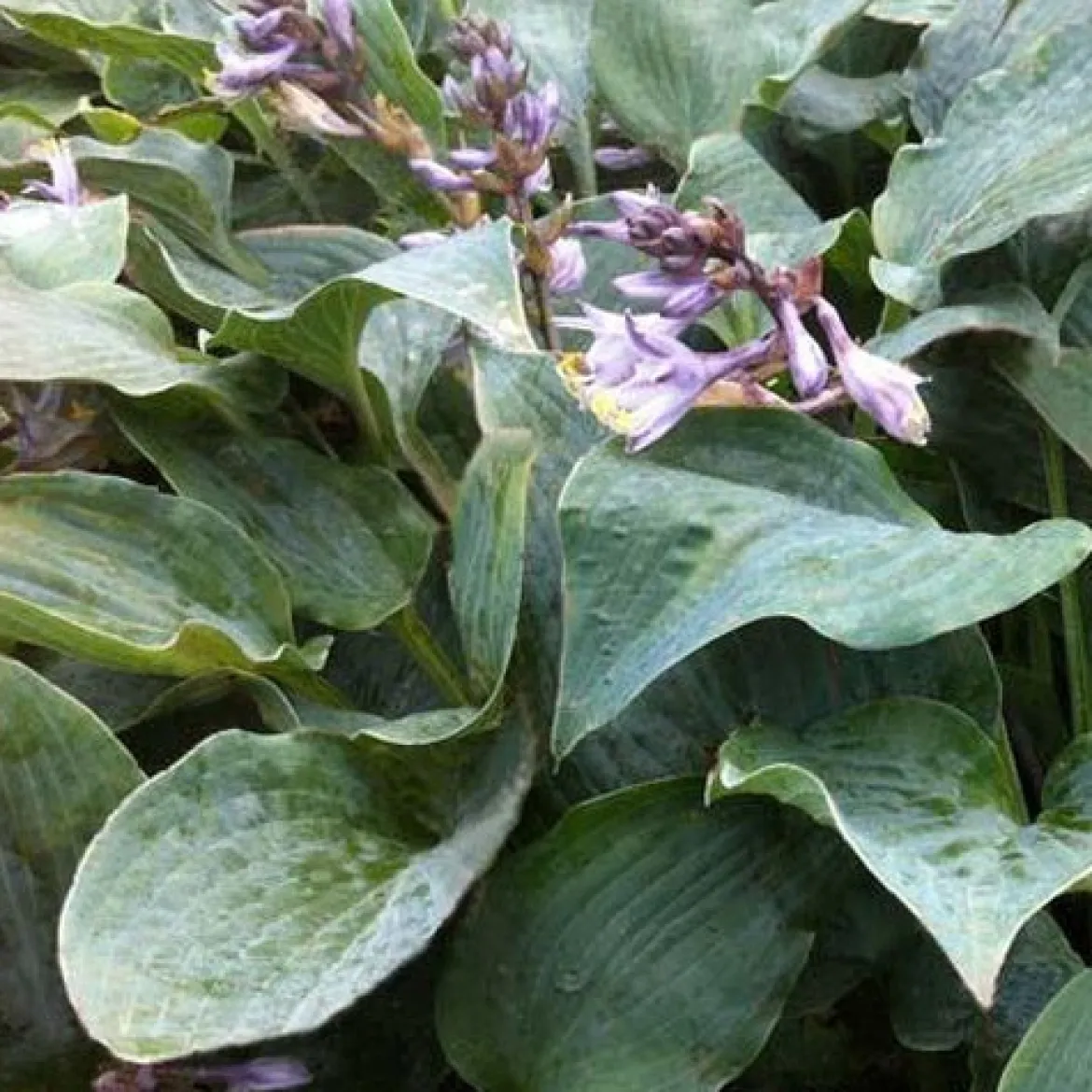Hosta Winfield Blue