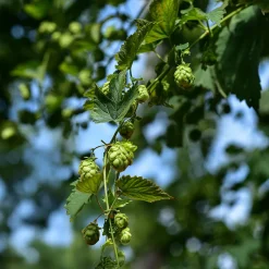 Houblon Cascade - Votre bière maison commence ici