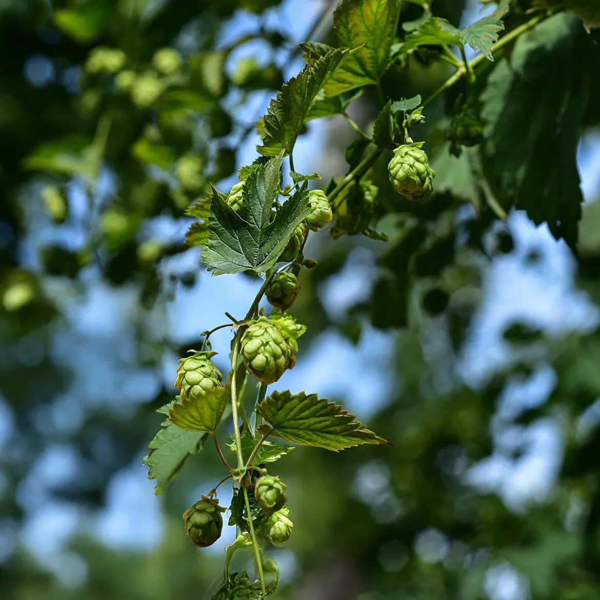 Houblon Cascade - Votre bière maison commence ici