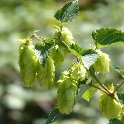 Houblon Centennial - Ta bière maison prend vie