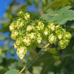 Houblon femelle Prima Donna ® - Un mur vert en un été