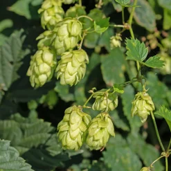 Houblon femelle Prima Donna ® - Un mur vert en un été