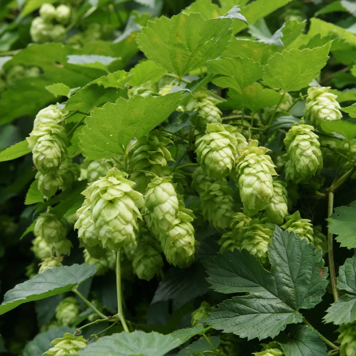 Houblon Magnum - Votre houblon à bière maison