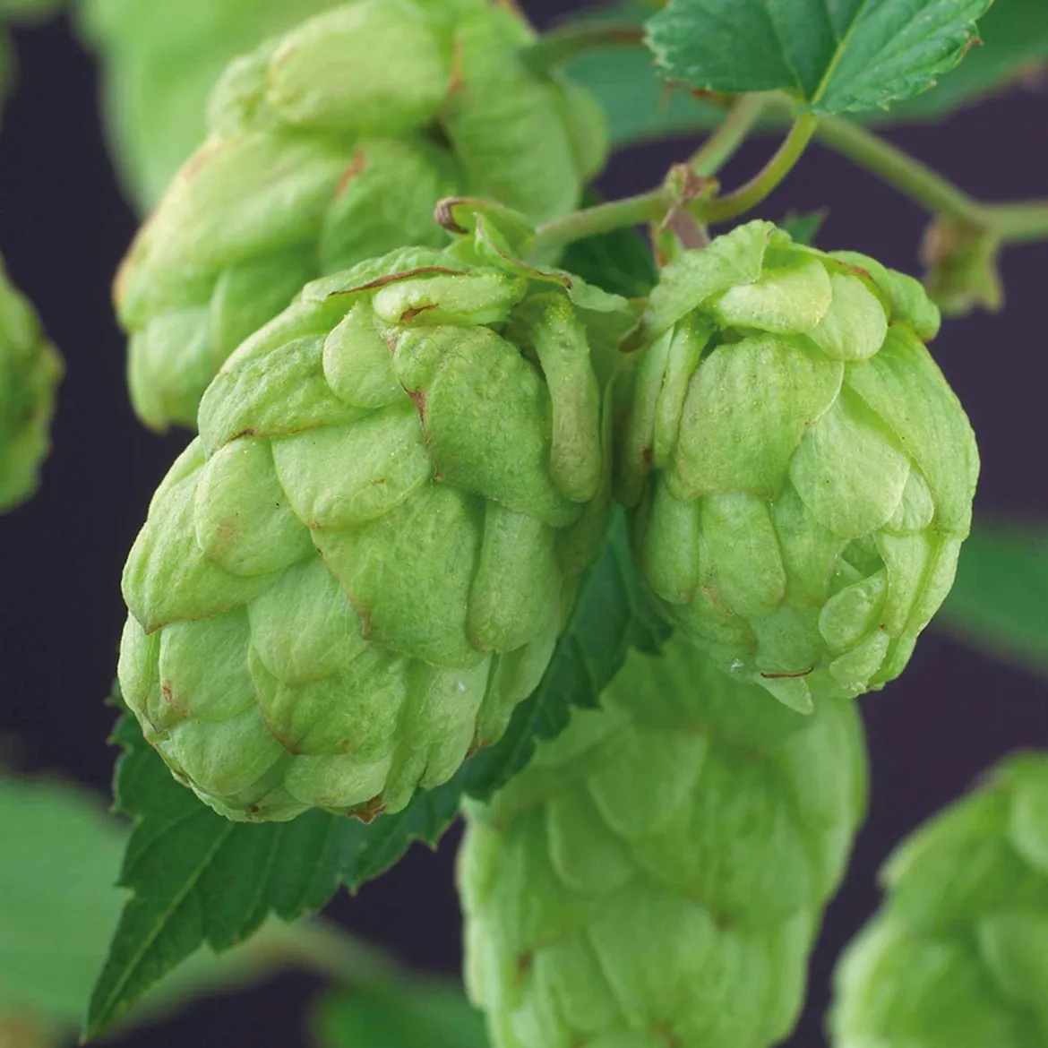 Houblon Magnum - Votre houblon à bière maison