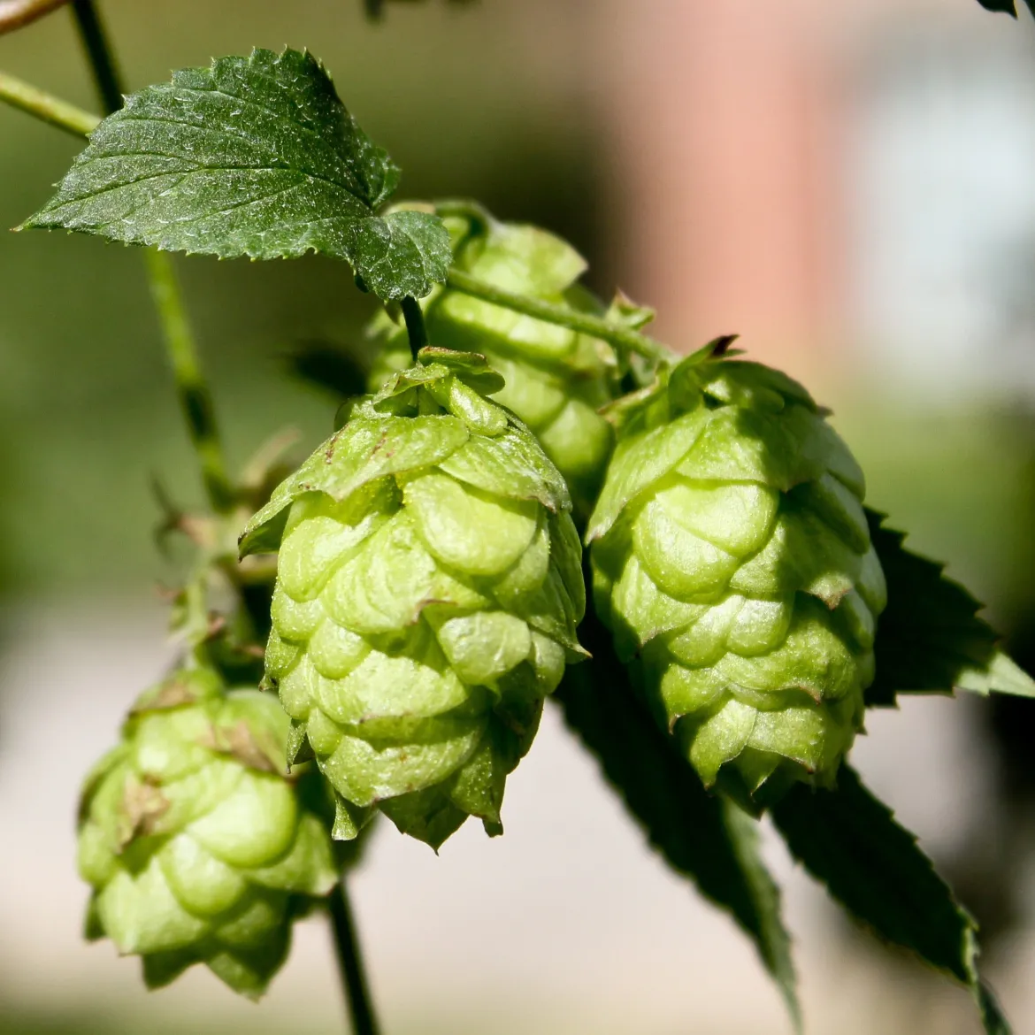 Houblon Magnum - Votre houblon à bière maison