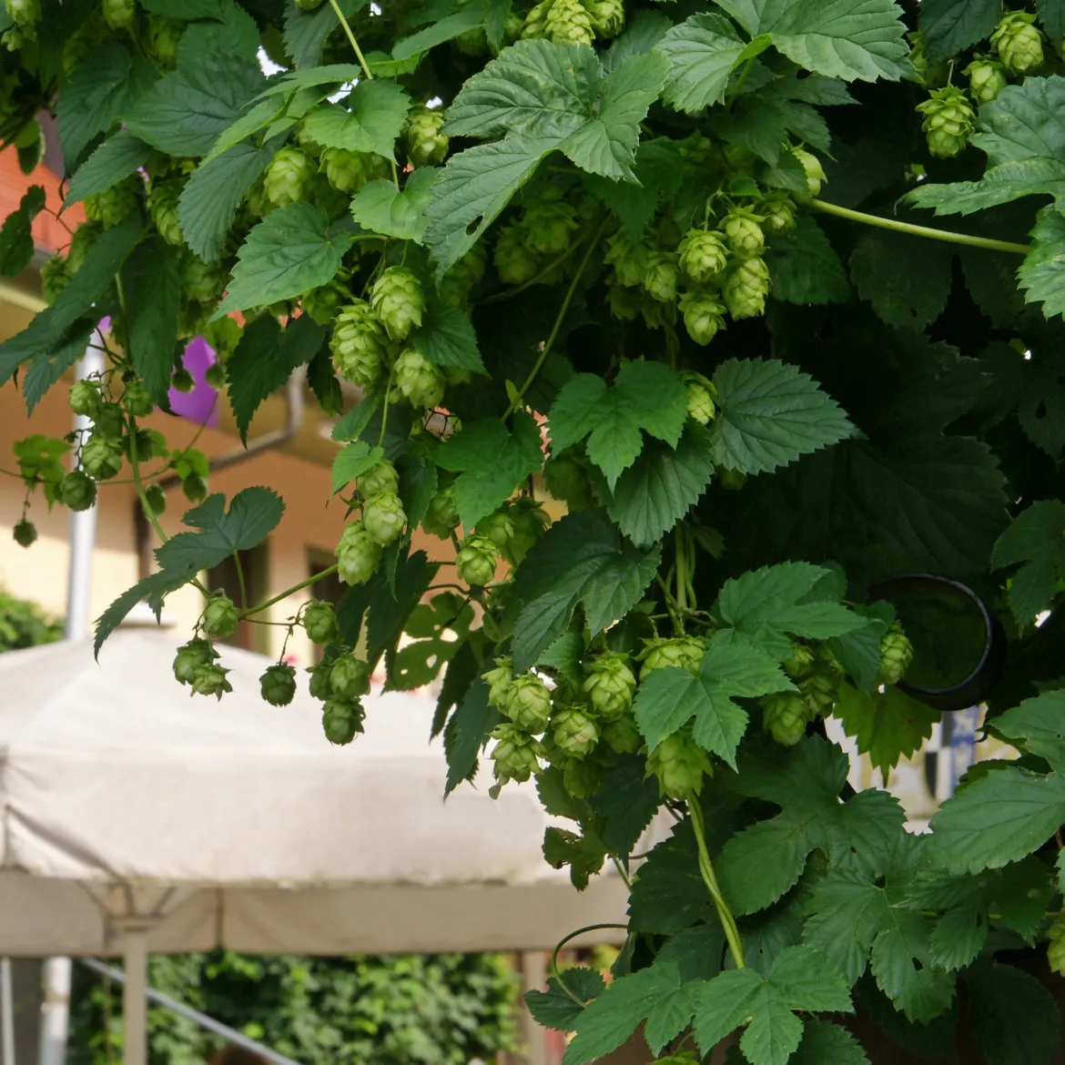 Houblon Magnum - Votre houblon à bière maison
