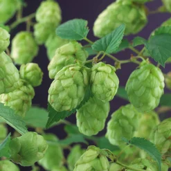 Houblon Magnum - Votre houblon à bière maison