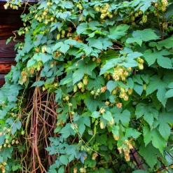 Houblon - Un mur vert en un été