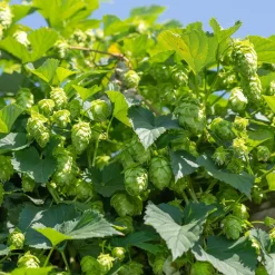 Houblon - Un mur vert en un été