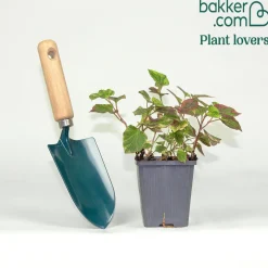 Houttuynia cordata 'Chameleon' - Feuillage 3 couleurs vif