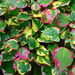 Houttuynia cordata 'Chameleon' - Feuillage 3 couleurs vif