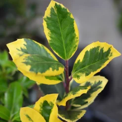 Houx de Highclere 'Golden King' - Le houx doré qui illumine