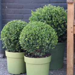 Houx du Japon Ilex crenata De forme sphérique - La boule verte prête à poser