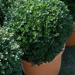 Houx du Japon Ilex crenata De forme sphérique - La boule verte prête à poser