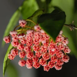 Hoya Gracilis - Cascade de fleurs parfumées