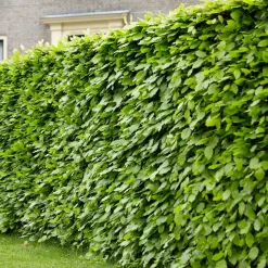 Hêtre commun - La haie qui garde ses feuilles