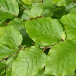 Hêtre commun - La haie qui garde ses feuilles