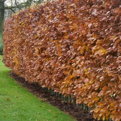Hêtre commun - La haie qui garde ses feuilles
