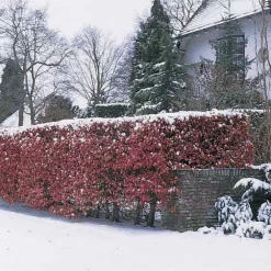 Hêtre commun pourpre - La haie qui vire au pourpre