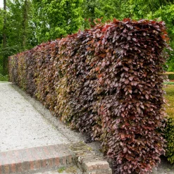 Hêtre commun pourpre - La haie qui vire au pourpre