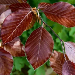 Hêtre commun pourpre - La haie qui vire au pourpre