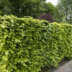 Hêtre commun - Une haie qui garde ses feuilles