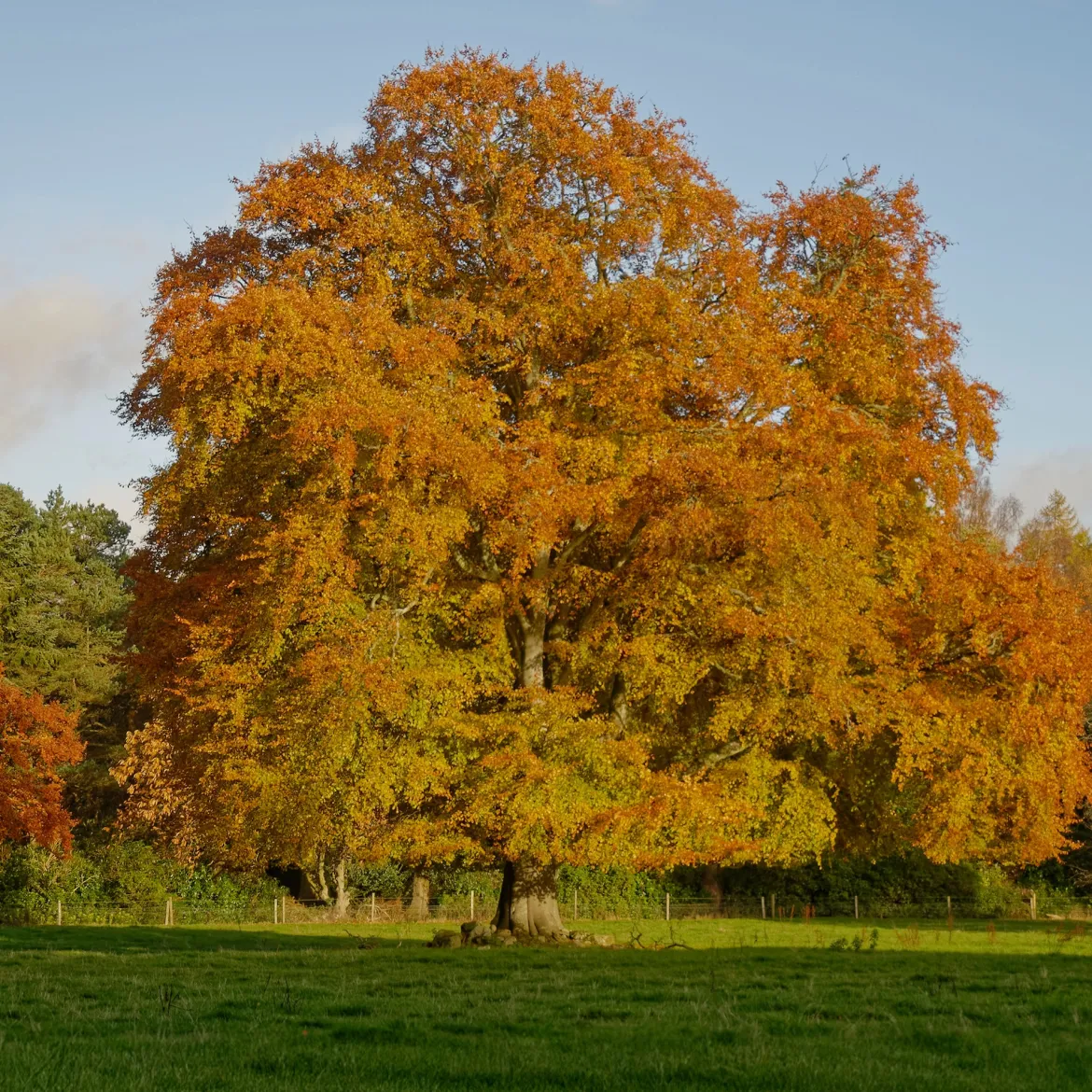 Hêtre commun - Une haie qui garde ses feuilles