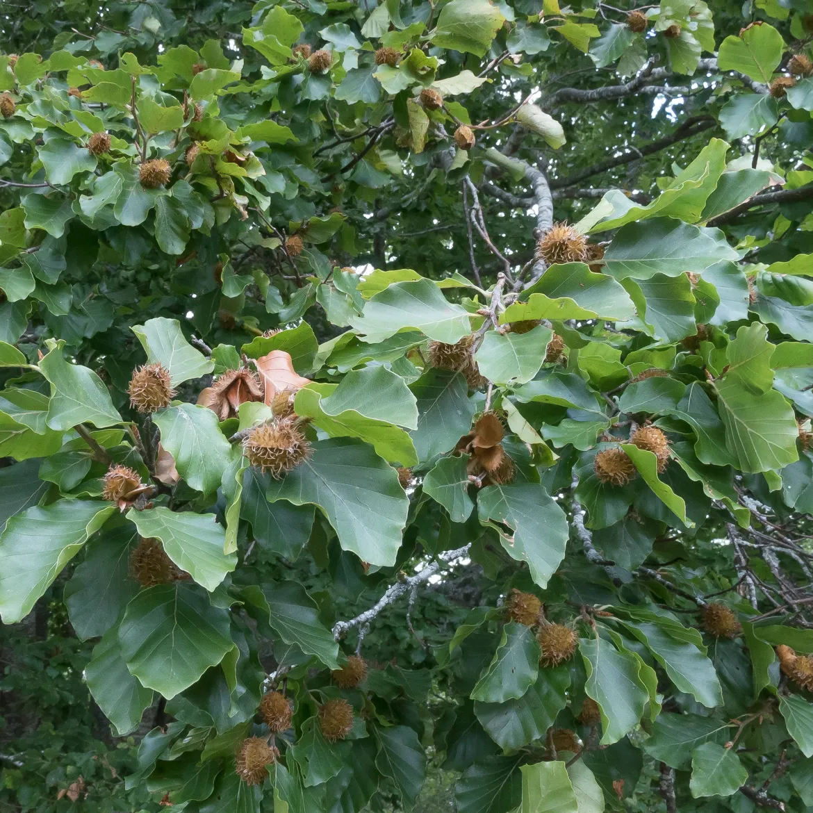 Hêtre commun - Une haie qui garde ses feuilles
