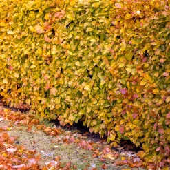 Hêtre commun - Une haie qui garde ses feuilles