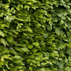 Hêtre commun - Une haie qui garde ses feuilles