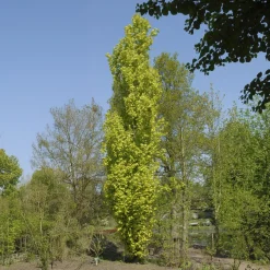 Hêtre fastigié Dawyck Gold - La colonne dorée du jardin