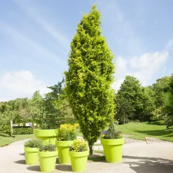 Hêtre fastigié Dawyck Gold - La colonne dorée du jardin