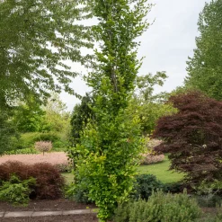Hêtre fastigié Dawyck Gold - La colonne dorée du jardin