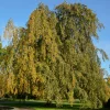 Hêtre pleureur - Une cascade de feuillage