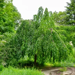 Hêtre pleureur - Une cascade de feuillage