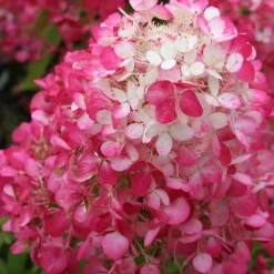 Hydrangea paniculata Diamant Rouge® 'rendia' - Des fleurs qui virent au rouge