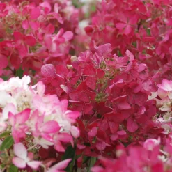 Hydrangea paniculata Diamant Rouge® 'rendia' - Des fleurs qui virent au rouge