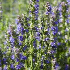 Hysope Bio - Récolte parfumée tout l'été