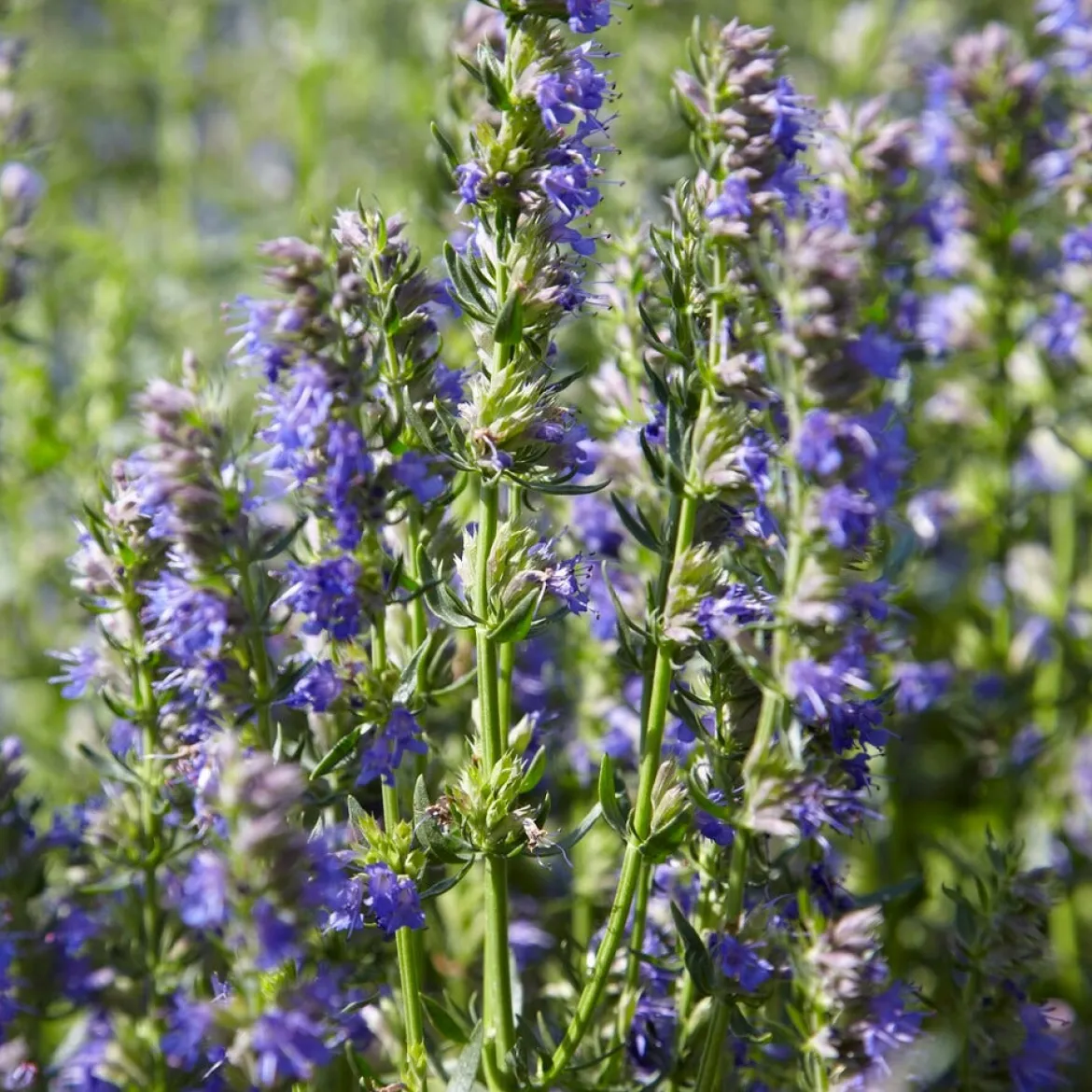 Hysope Bio - Récolte parfumée tout l'été