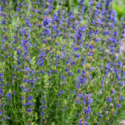 Hysope Bio - Récolte parfumée tout l'été