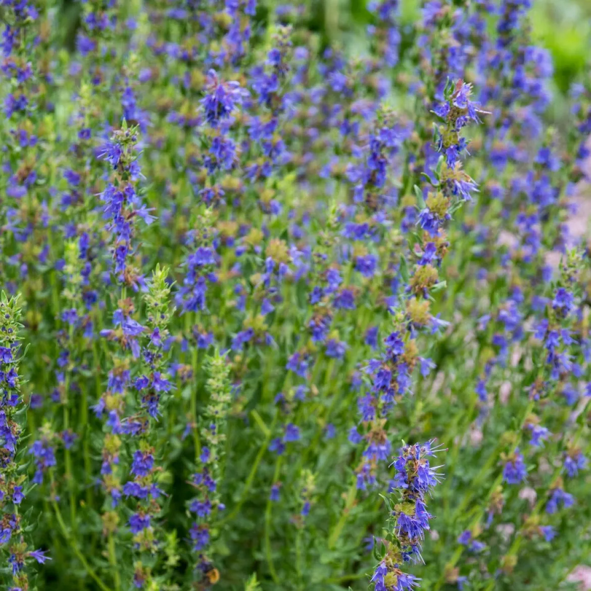 Hysope Bio - Récolte parfumée tout l'été