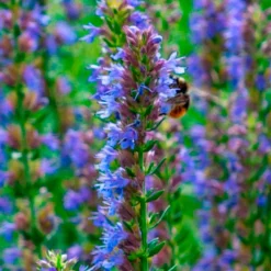 Hysope officinale - Fleurs bleues et abeilles ravies