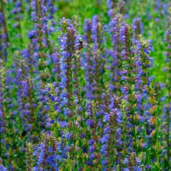 Hysope officinale - Fleurs bleues et abeilles ravies