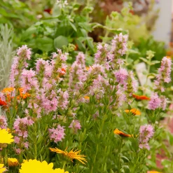 Hysope officinale rose - Un aimant à abeilles