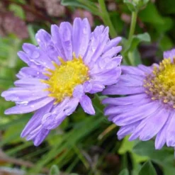 Œil de Christ Rudolf Goethe - Aster - Un tapis violet tout l'été