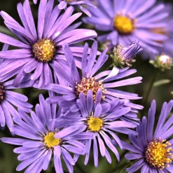 Œil de Christ Violet Queen - Aster Veilchenkönigin - Fleurit quand tout fane