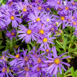 Œil de Christ Violet Queen - Aster Veilchenkönigin - Fleurit quand tout fane