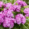 Œillet de poète Barbarini Pink - Un balcon rose tout l'été