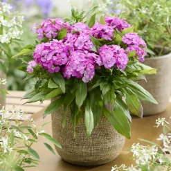 Œillet de poète Barbarini Pink - Un balcon rose tout l'été