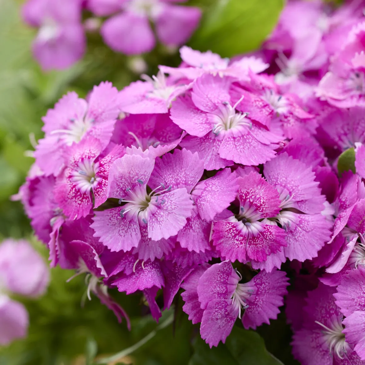 Œillet de poète Barbarini Pink - Un balcon rose tout l'été
